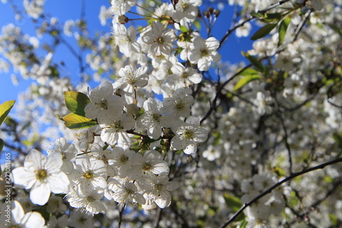 bee pollinates cherry flowers in spring