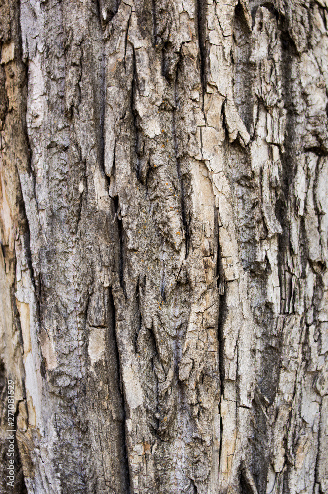the texture of the tree bark, and poplar in the summer the texture of the tree bark, and poplar in the summer