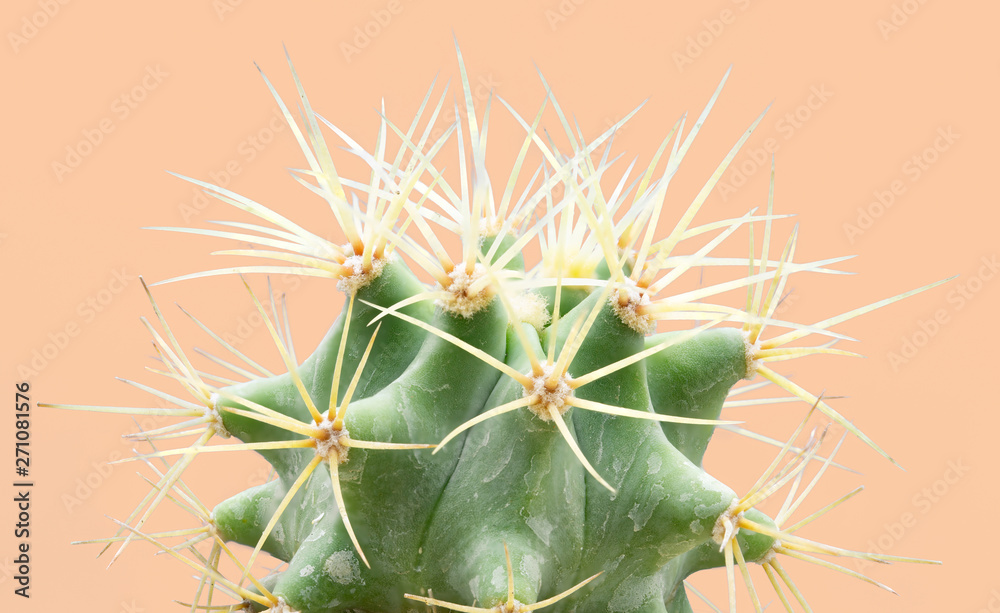 Cacti colorful fashionable mood. Trendy tropical Neon Cactus plant on yellow Color background. Fashion Minimal Art Concept. Creative Style. Cacti colorful fashionable mood. Trendy tropical Neon Cactus plant on yellow Color background. Fashion Minimal Art Concept. Creative Style.