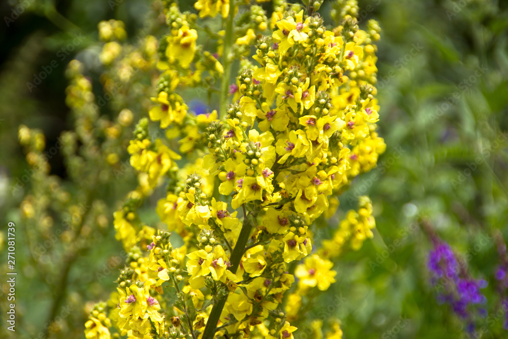 yellow flowers in the garden yellow flowers in the garden