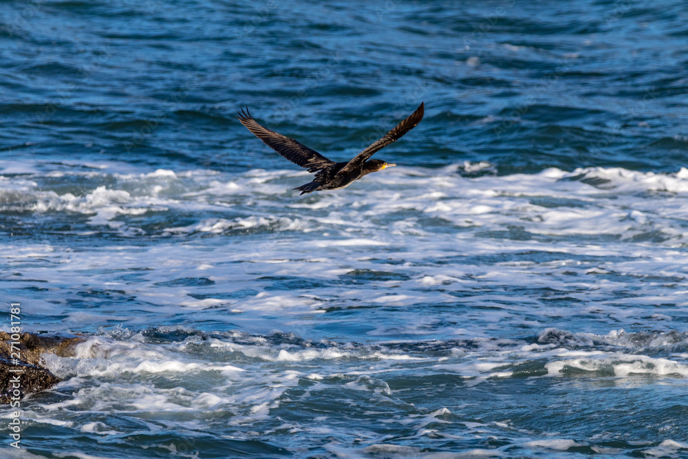 Fototapeta premium cormorant