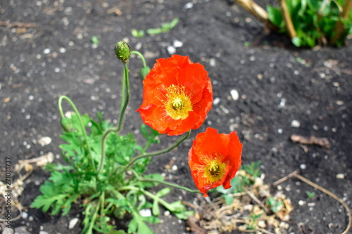 Flowers and leaves of garden and field plants.