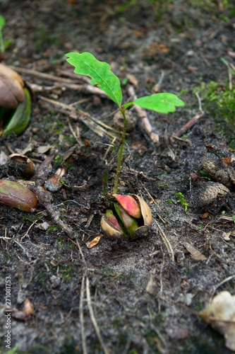 From small acorn mighty oak trees grow, sprout in a forest