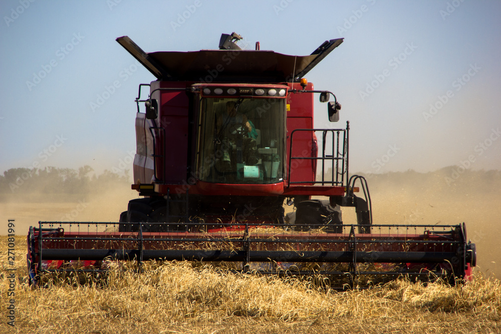 Fototapeta premium combine harvester working on field