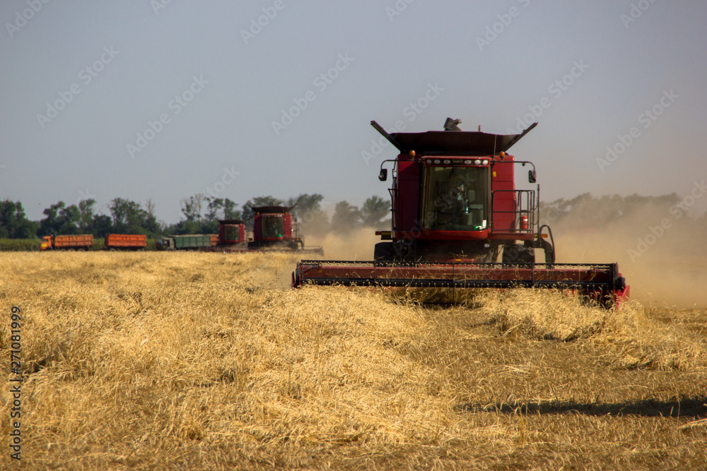 Fototapeta premium combine harvester working on field