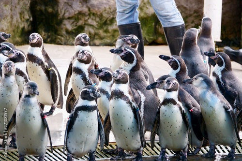 penguin at Khao Kheow Open Zoo, Pattaya Thailand