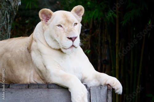 white lioness at Khao Kheow Open Zoo  Pattaya Thailand