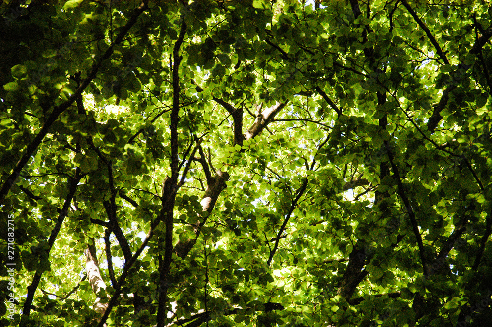 trekking Pollino national park winter forest trekking Pollino national park winter forest