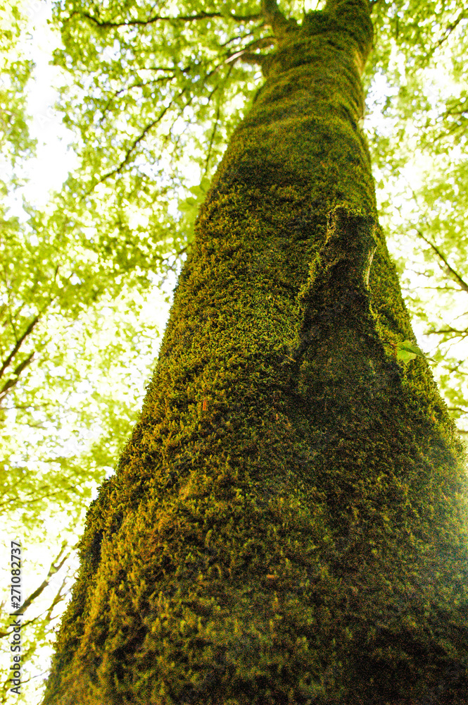 Fototapeta premium trekking Pollino national park winter forest