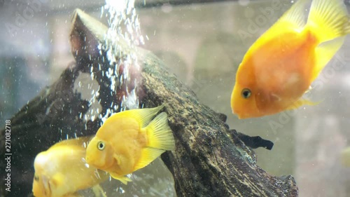 Amphilophus labiatus. aquarium goldfish. yellow fish swim in an aquarium with bubbles. close-up. photo