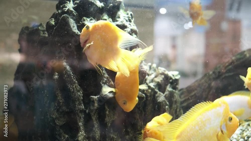 Amphilophus labiatus. aquarium goldfish. yellow fish swim in an aquarium with bubbles. close-up. photo
