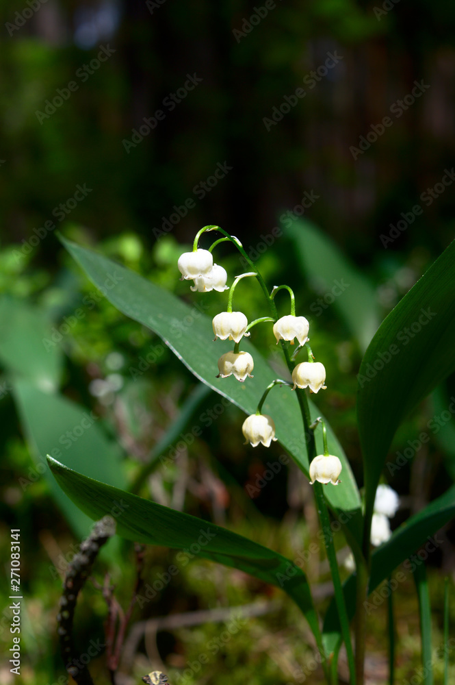 Wild, forest lily of the valley, closeup, Poznań, Poland Wild, forest lily of the valley, closeup, Poznań, Poland