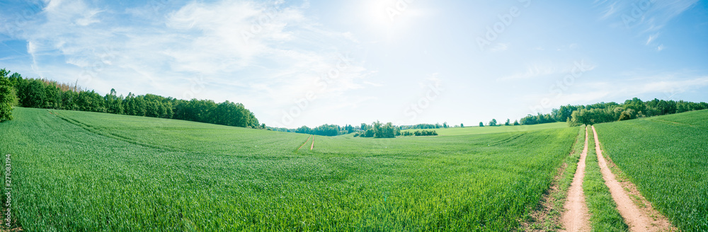 Obraz premium Panorama of summer green field. European rural view. Beautiful landscape of wheat field and green grass with stunning blue sky and cumulus clouds in the background.