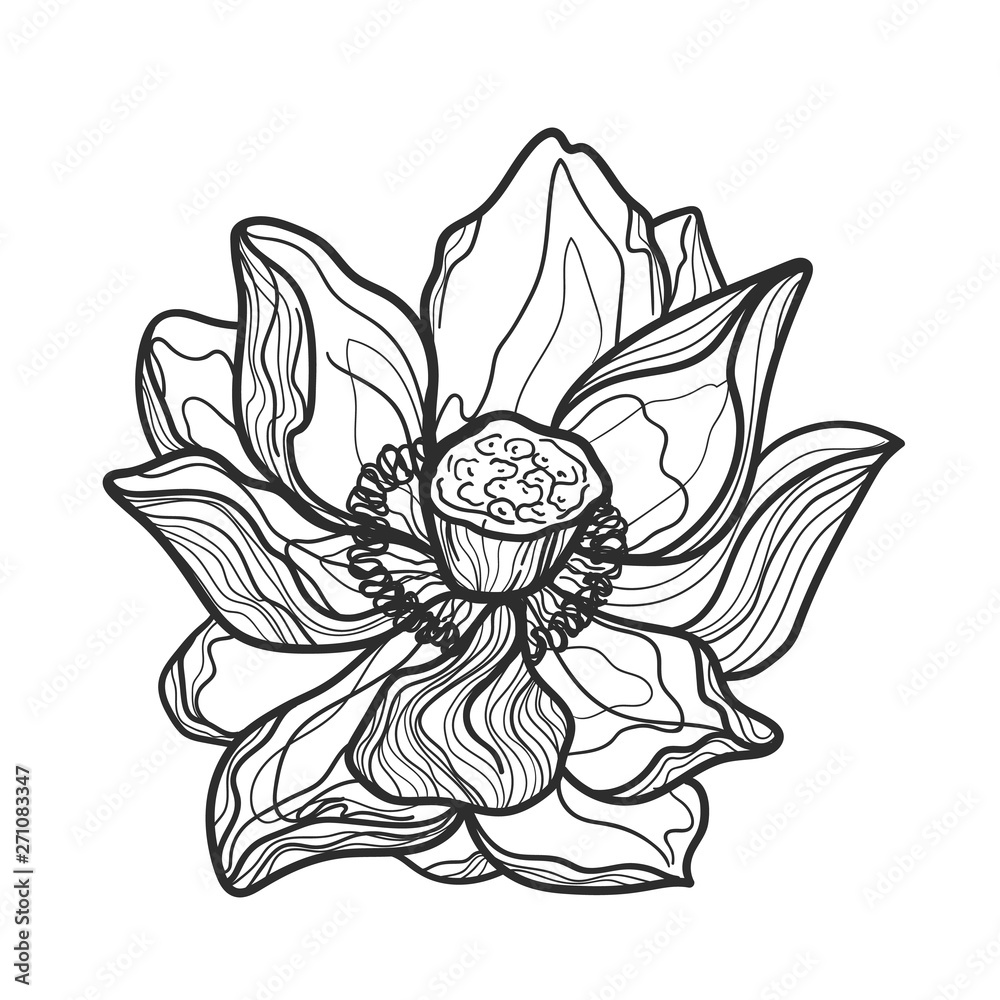 Lotus flower on white backgroung