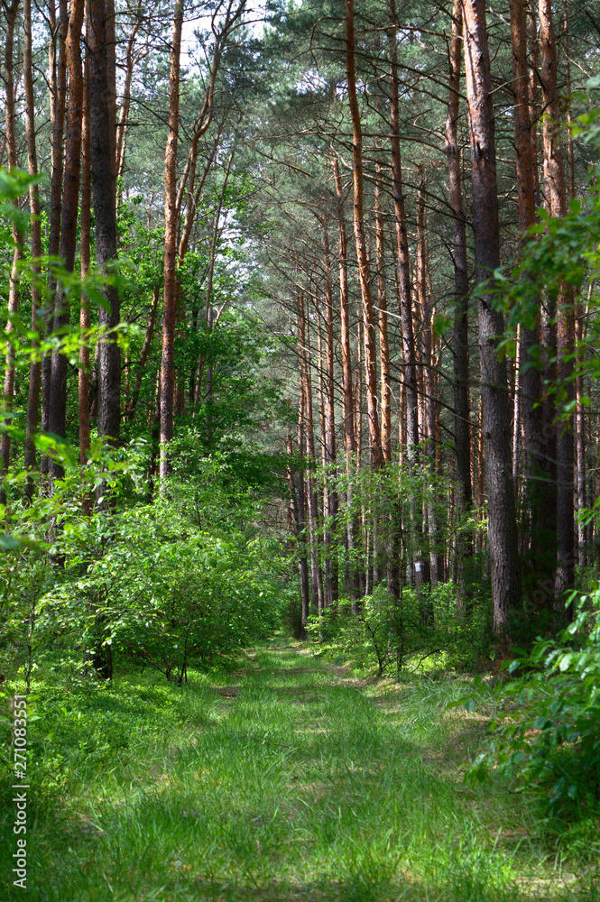 Obraz premium Grass path in a pine forest, Poznań, Poland