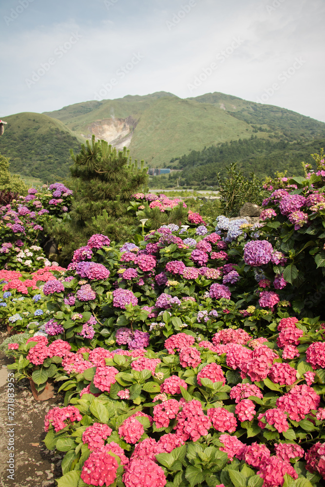 Hydrangeas (Hydrangea macrophylla) or Hortensia flowers blossom in Yangming Mountain, Taiwan. Hydrangeas (Hydrangea macrophylla) or Hortensia flowers blossom in Yangming Mountain, Taiwan.