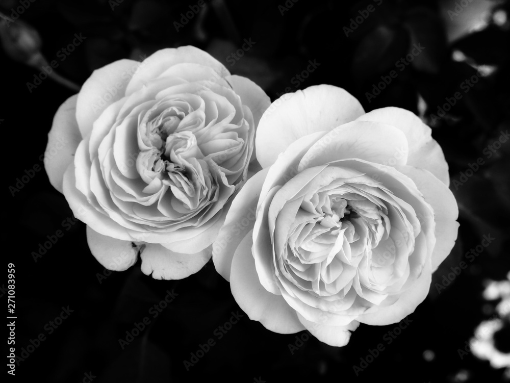 Monochrome fine art still life macro of a single isolated white rose blossom on black background Monochrome fine art still life macro of a single isolated white rose blossom on black background