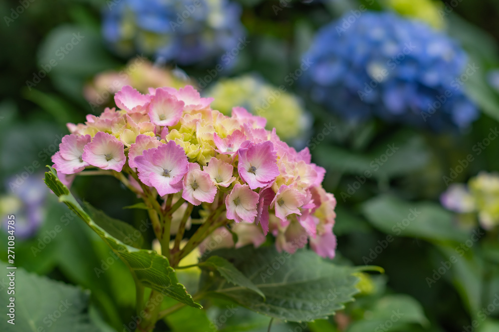 咲き始めのあじさい