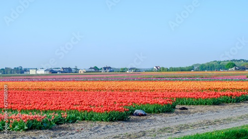 Blue sky and tulip field landscape  traditional dutch  Netherlands  Europe