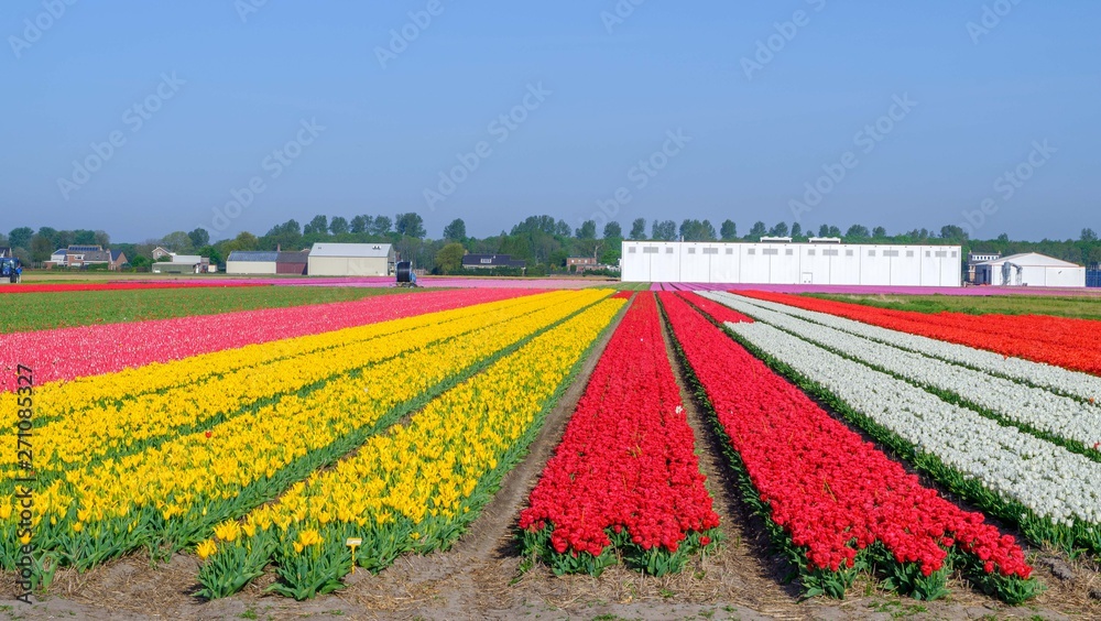 Blue sky and tulip field landscape, traditional dutch, Netherlands, Europe