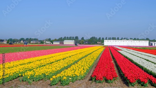 Blue sky and tulip field landscape  traditional dutch  Netherlands  Europe