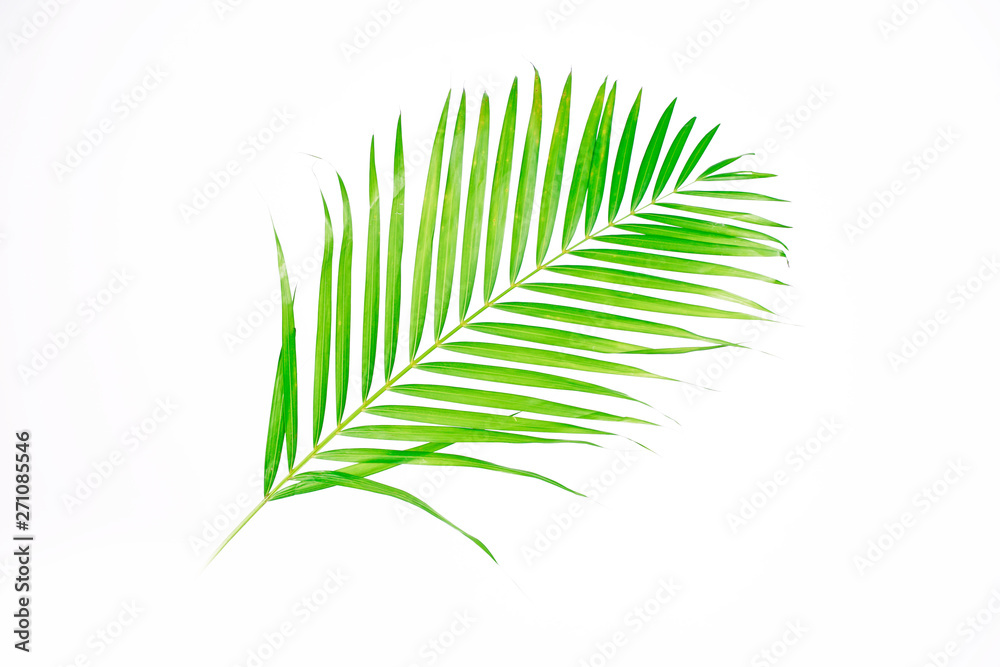 Obraz premium Green palm leaves (Dypsis lutescens) or Golden cane palm, Areca palm leaves, coconut leaves or Tropical foliage isolated on white background