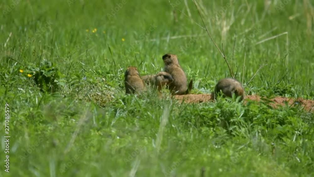 marmot3 marmot3