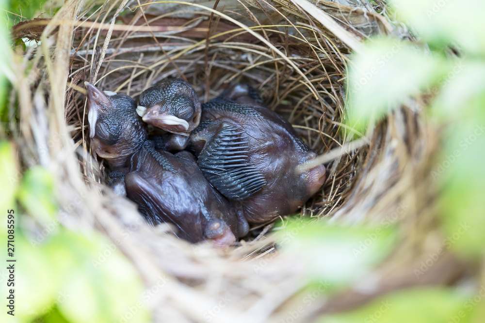 Baby birds of Yellow vented bulbul  in a nest on a tree
