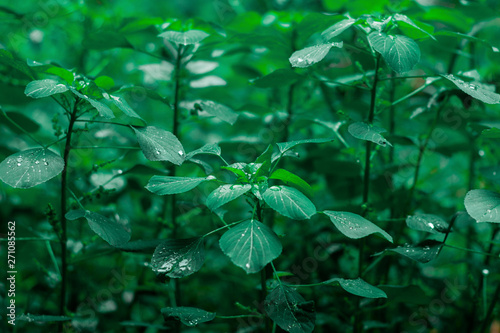 green leaves nature blackground