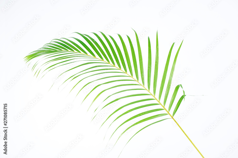 Obraz premium Green palm leaves (Dypsis lutescens) or Golden cane palm, Areca palm leaves, coconut leaves or Tropical foliage isolated on white background