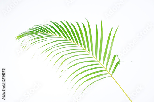 Fototapeta Naklejka Na Ścianę i Meble -  Green palm leaves (Dypsis lutescens) or Golden cane palm, Areca palm leaves, coconut leaves or Tropical foliage isolated on white background