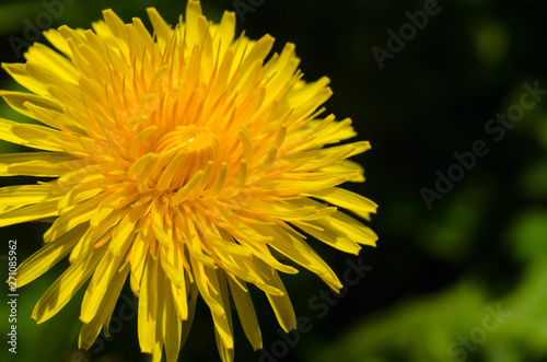 Bright yellow dandelion shallow photography. Spring floral background.