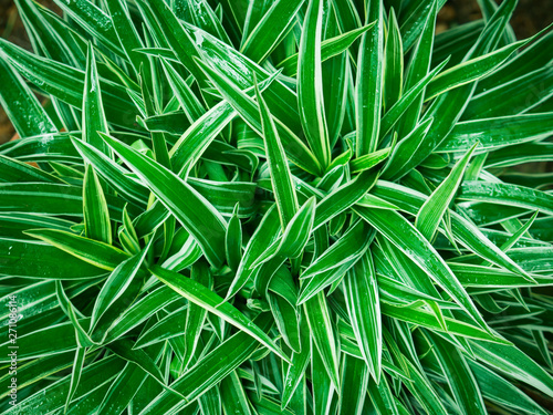 green leaves nature blackground