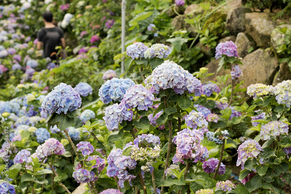 Hydrangeas (Hydrangea macrophylla) or Hortensia flowers blossom in Yangming Mountain, Taiwan. Hydrangeas (Hydrangea macrophylla) or Hortensia flowers blossom in Yangming Mountain, Taiwan.