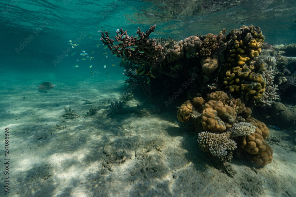 Obraz premium Korallenriff