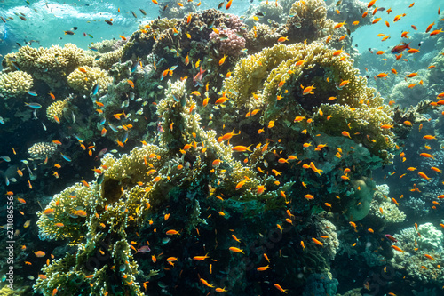Korallenfiff