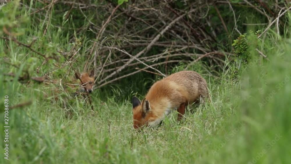 A female Red Fox, Vulpes vulpes and her cute cub are feeding at the entrance to their den. When another adult Red Fox comes in to feed, a scuffle takes place as the cub is protecting its food. A female Red Fox, Vulpes vulpes and her cute cub are feeding at the entrance to their den. When another adult Red Fox comes in to feed, a scuffle takes place as the cub is protecting its food.