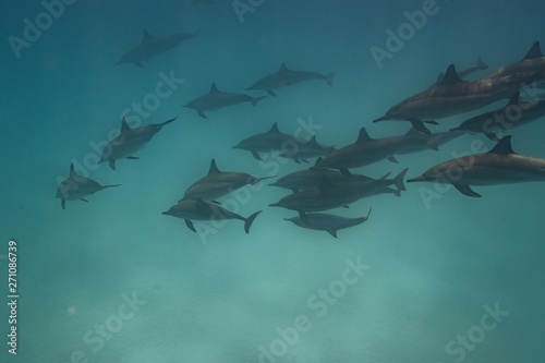 Ostpazifische Delfin  Stenella longirostris  Spinnerdelfin 