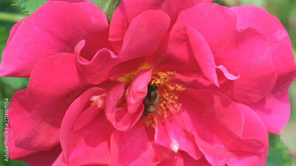 Red rose garden blooms with a bee that collects nectar sunny summer day video close-up Red rose garden blooms with a bee that collects nectar sunny summer day video close-up