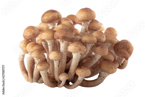 heap of stump mushrooms isolated on white background