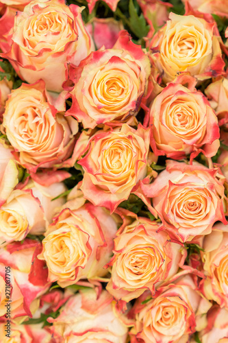 Background of pink orange and peach roses. Natural background of fresh roses. Soft focus. vertical photo