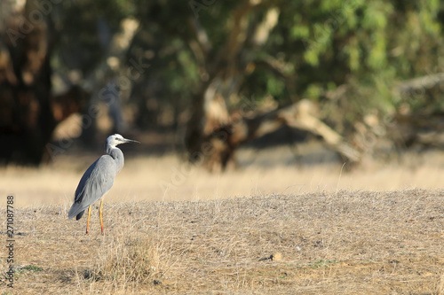 White-faced Heron, Egretta novaehollandiae, standing photo