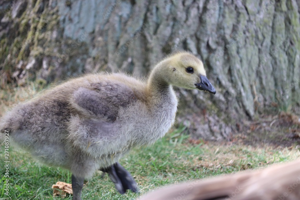 Young Goose 