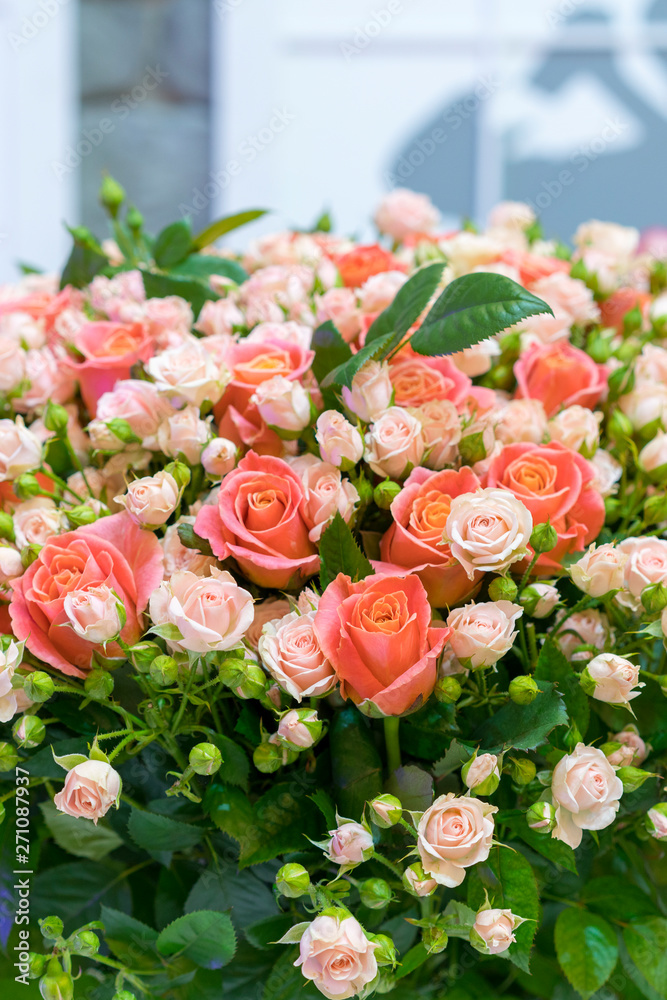 Beautiful fresh red and pink roses. beautiful bouquet of roses. vertical photo. close up