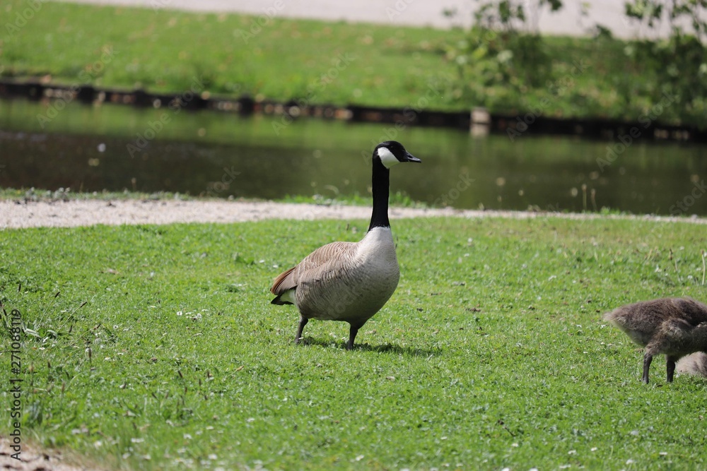Canadian Goose Canadian Goose