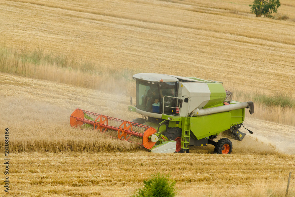 Fototapeta premium Big green combine harvester machine working in a wheat gold field, mows grass in summer field. Farm machinery harvesting grain in the fertile farm fields