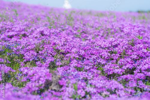 美しい芝桜