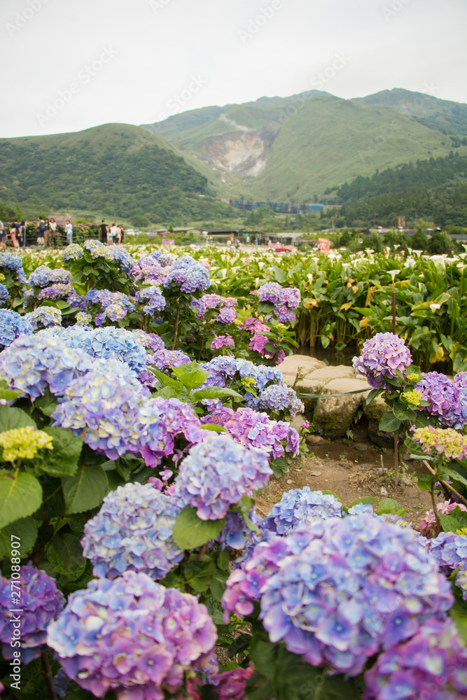 Hydrangeas (Hydrangea macrophylla) or Hortensia flowers blossom in Yangming Mountain, Taiwan. Hydrangeas (Hydrangea macrophylla) or Hortensia flowers blossom in Yangming Mountain, Taiwan.
