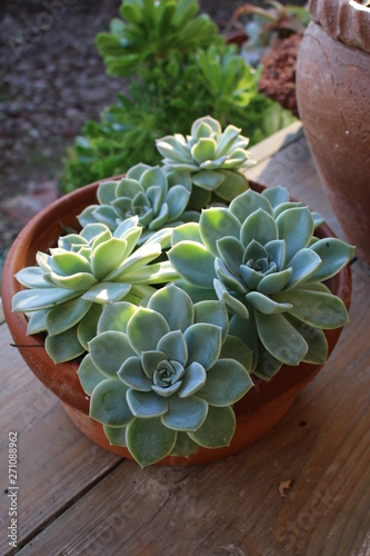 Succulent
