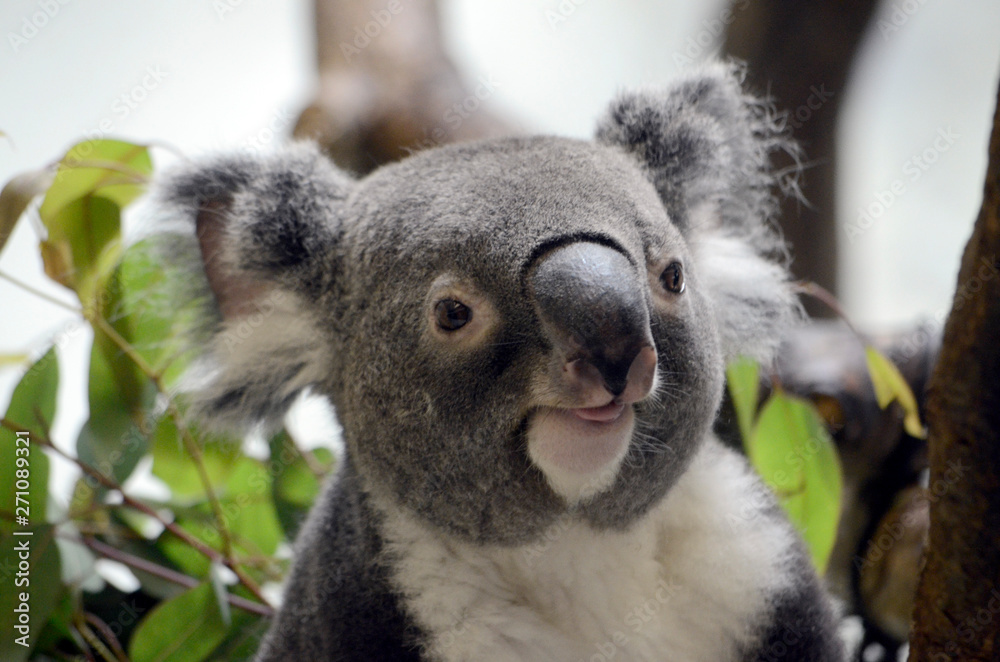 Obraz premium コアラ